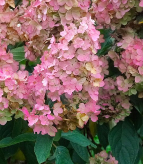Hydrangea paniculata 'Pink Diamond'